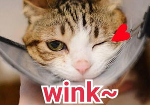 wink的意思是什么
