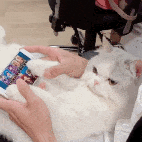 超级可爱的网红猫咪动态表情包