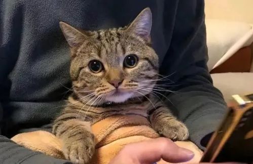 你抱猫的方式正确吗这几种错误方式,不少人还在犯
