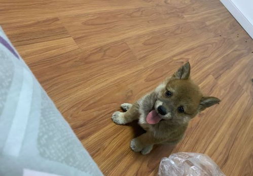 柴犬玩塑料袋很烦,网友只是说了它几句,它就这种表情