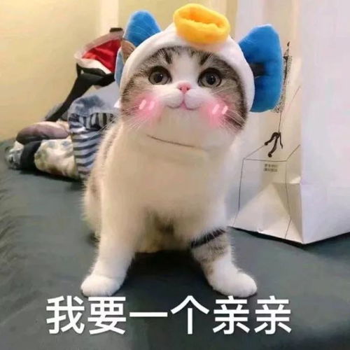 猫咪表情包我等的喵在多远的未来养猫