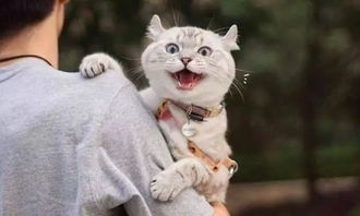 铲屎官对猫说要带他出去玩,猫听到后表情都变了...
