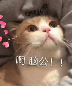 敲可爱猫咪表情包女生聊天必备,男生小心了,被撩到概不负责