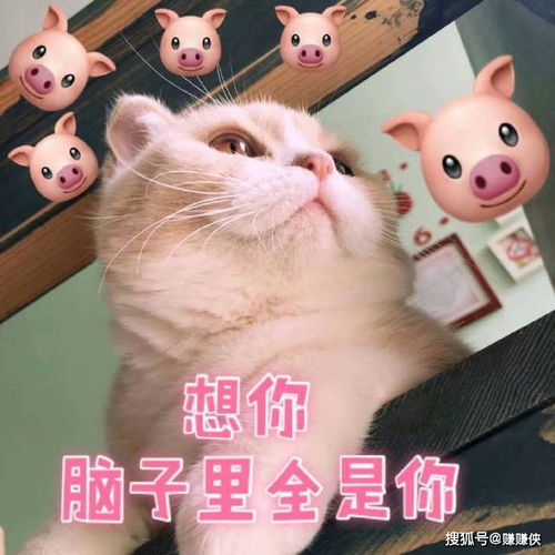萌猫表情包图片修仙想你,我信你个鬼