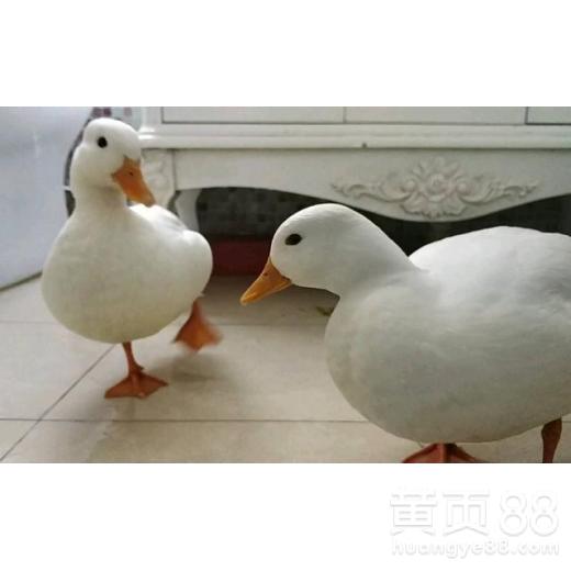 纯种柯尔鸭多少钱一只纯白柯尔鸭价格图片