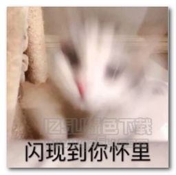 猫咪要抱抱表情图片猫咪要抱抱表情包高清版jz5u绿色下载站