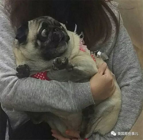 两只猫抱一起表情包狗狗的日常