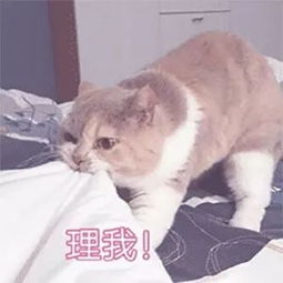 撒娇专用表情包咬你,大坏蛋
