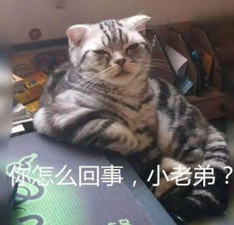 你不行啊小老弟表情包拉布拉多