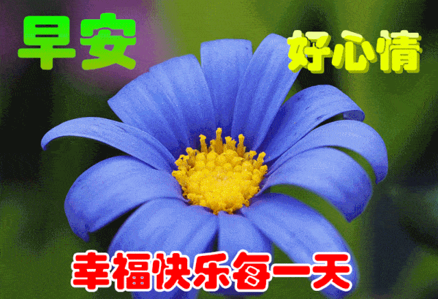 11月19日最漂亮早上好动态表情图片大全,早晨好动图美图大全