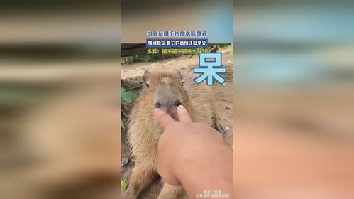 饲养员用手指插水豚鼻孔,情绪稳定,看它的表情还挺享受