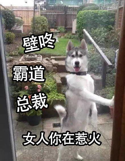 来一波宠物届行走的表情包,其实都是二傻子
