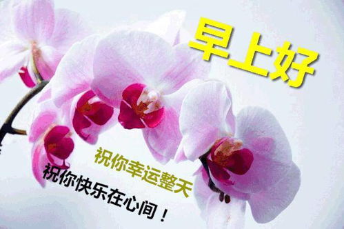 6张最新漂亮鲜花早上好问候动画表情图片唯美早安问候祝福图片鲜花带字