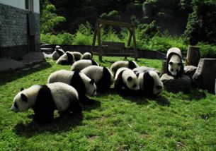 国外对熊猫喜爱到什么程度