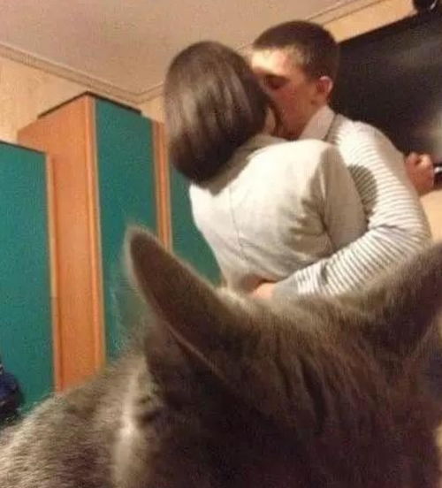 男主和女主当着猫咪面热吻,看到猫咪的表情,网友太欺负猫了