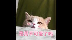 最近很火的表情包猫配音