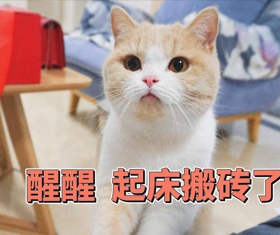 起床了吗肾虚仔表情包猫咪
