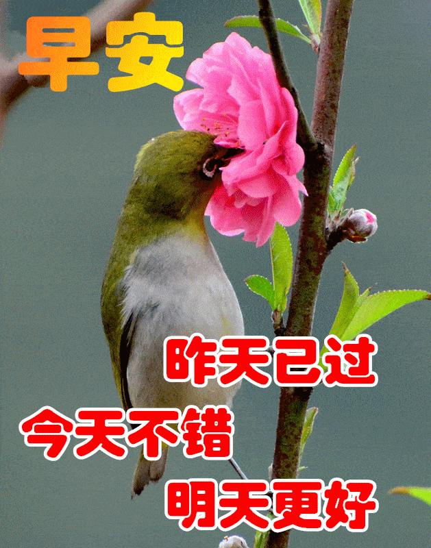 早上好表情包,一颗感恩的心,送给每天对我说早安的好朋友