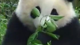 顶尖聪明的大熊猫奇一