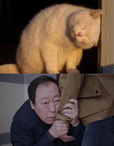 这些明星撞脸动物周冬雨长得像藏狐适合演妲己她不是小黄鸭吗