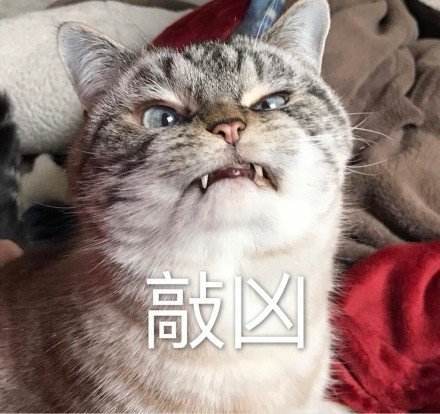 为了能先出门,两只猫咪大打出手,结局让人笑到抽筋