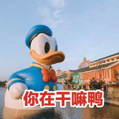 打招呼表情包早上好鸭你在干嘛鸭哈喽鸭今天吃什么鸭