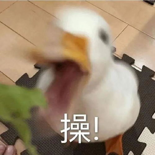 表情包我太难了