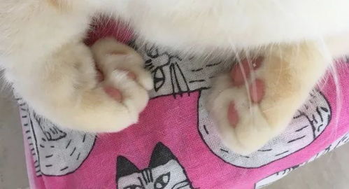 猫咪经常摆的这个地主揣姿势,看起来乖巧可爱,实则背后暗藏玄机