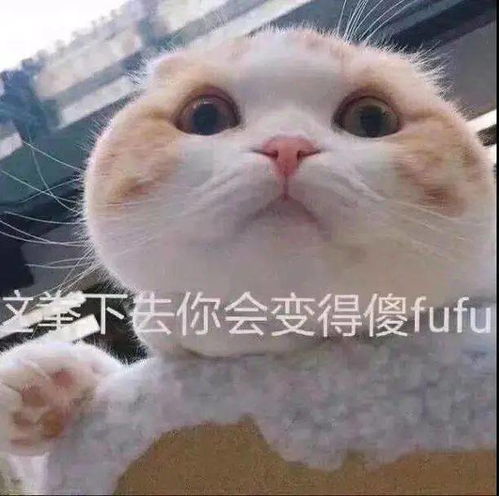 沙雕猫猫表情包
