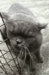 胖猫咪在铁丝上蹭痒痒,它的表情不要太陶醉,网友看完都笑喷了