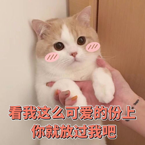 变可爱的秘诀把这些可爱猫猫表情包收藏起来,用在平时的聊天上