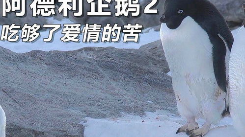 打企鹅表情包阿德利企鹅