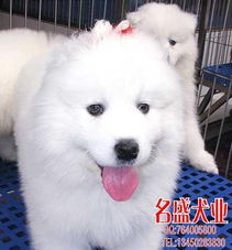 标题纯种萨摩耶犬疫苗已做保证健康上门有多只挑选