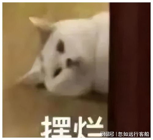 分享摆烂系列表情包,不仅有点傻傻的还很可爱无水印版