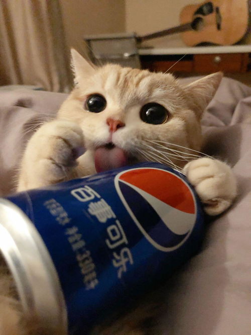 cp发糖表情包橘猫