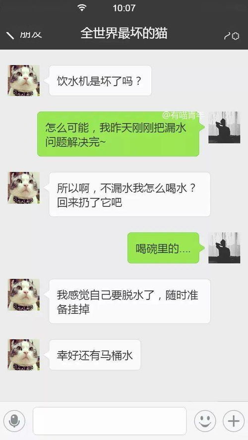 我家猫把我微信拉黑了,怎么哄