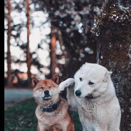 主人给两只狗狗拍照,白狗却一爪就拍向了柴犬不可以抢镜头