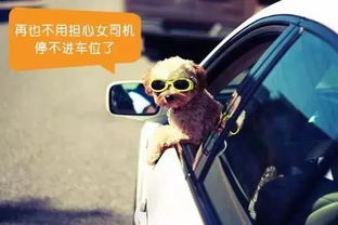 脑动大开给汽车增加一项新功能你希望是...