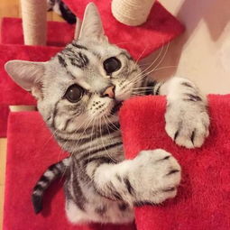 日本抱抱猫萌翻网友自带暖男光环主动搂抱小动物组图