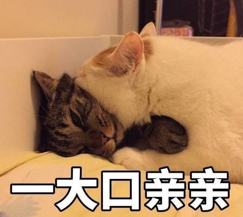 少女撸猫的正确打开方式
