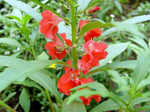 凤仙花养护一览,光照要好土壤肥沃,自然长得快