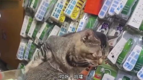 猫咪后背痒,小爪子一边挠,一边伸舌头,小表情太享受了
