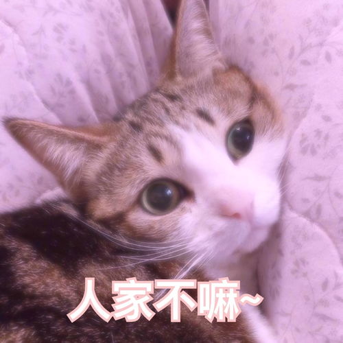 早安老公表情包可爱表情包