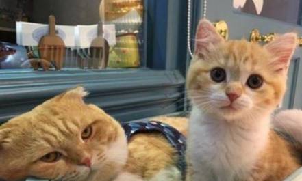 养一只橘猫是什么体验铲屎官我的小天使呢怎么变成居了