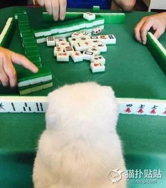 三缺一都能顶上我家猫咪喜欢看打麻将