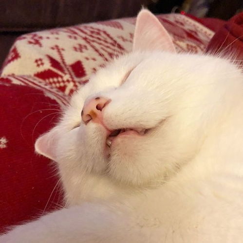笑飞,满脸写着抗拒的猫,因一张表情包爆红我就是不吃菜