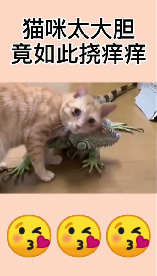 猫咪太大胆,竟敢如此挠痒痒
