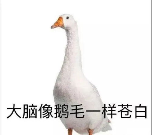 BOOM!表情包文科生