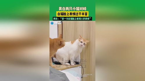 黄白两只小猫对峙,白猫脸上表情过于丰富,网友第一次在猫脸上看到人的表情素材来源