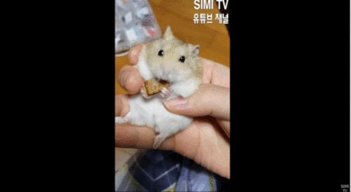 身价300万的仓鼠走红住3层电梯豪宅,坐拥十多处地产,酸哭网友